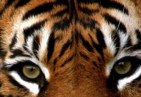 Close up of the face of an endangered Sumatran tiger
