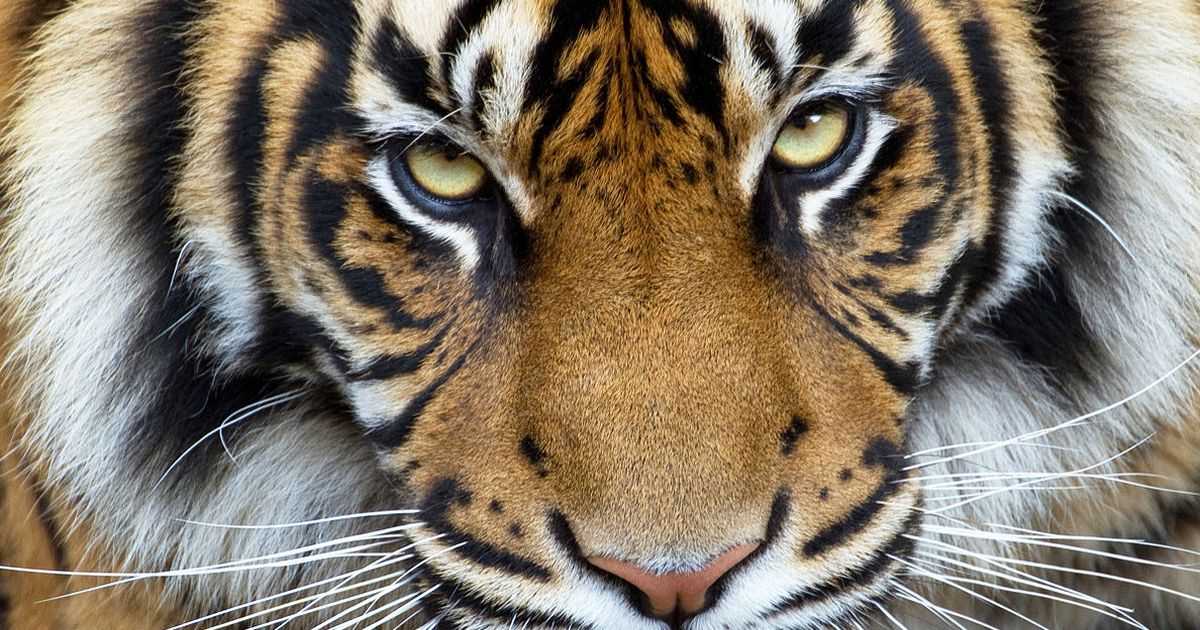 9 Endangered Animals You Won't Want To Part With