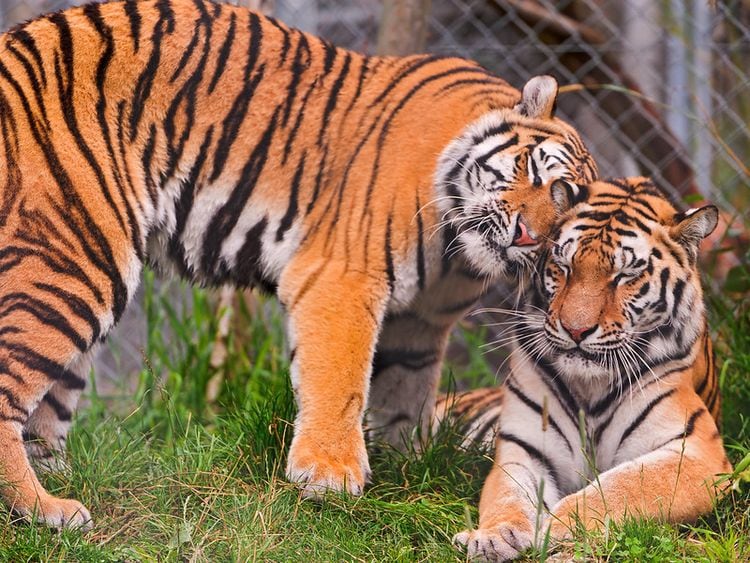 Siberian Tiger Stalking Endangered Species Wildlife Rescue By Dave